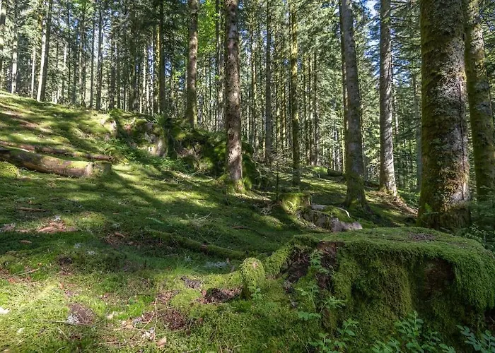 Cosy & Paisible En Pleine Nature - Refuge Idyllique Pour 5p